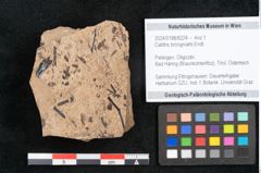 Foto (Objekt + Etikett) von Callitris brongniartii Endl. (NHMW-GEO-2024-0188-8224)